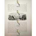 Timber Raft On The Rhine, Germany, Book Illustr...