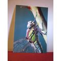 HAIRY DRAGONFLY unused postcard =