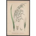 TALL BROME-GRASS, VAR. A 1872 John Edward Sower...