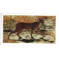 PLAYER'S GRANDEE CIGAR CARD AFRICAN WILDLIFE 19...
