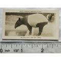 1926 Pattreiouex Real Photos Animals No. CM64 -...