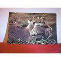 OTTER unused vintage postcard Wildlife series C...