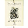 Malay Bear, Animal Book Illustration (Print), c...
