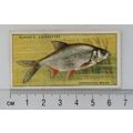 1933 Players Fresh-water Fishes, pink back No. ...