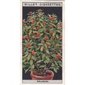 Wills Flower Culture In Pots Card No. 44 Solanum