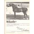 varian arabians 1972 mikado champion stallion s...