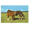 NEW FOREST PONIES unused vintage postcard by Th...