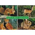 New Forest Wildlife Postcard 1995 used VGC