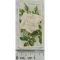 1912 Wills Roses No. 7 Frau Karl Druschki