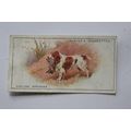 1925 John Player & Sons Dogs No. 38 English Spr...