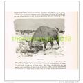 CAPE BUFFALO, BOOK ILLUSTRATION (PRINT), c1916