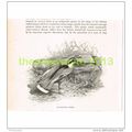 BLACK BACKED COURSER, BOOK ILLUSTRATION (PRINT)...