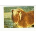 Animals SHETLAND PONY Postcard by Dixon (L6/SP....