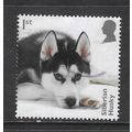 2024 Dogs - Siberian Husky - used