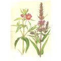 WILLOW-HERB & LOOSESTRIFE unused card T Country...