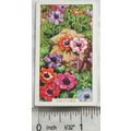 1938 Gallaher's Garden flowers No. 26 Anemones