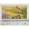 1920s Lente card No. 35 Grutto, Godwit