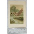 Coloured illustration: Spoonbill