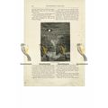 Tintagel Castle, Cornwall, Book Illustration (P...