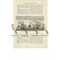 Spanish Armada, off Devon, Book Illustration (P...