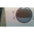1929-D Lincoln Wheat Cent - Actual Coin in Photos