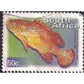 SOUTH AFRICA, FISH, Coral rockcod, green violet...