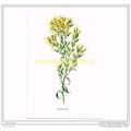 GOLDEN ROD, FROM FAMILIAR WILD FLOWERS, c1902, ...