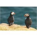 Frimerkjasalan: Atlantic Puffins (Fratercula ar...