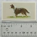 1979 Grandee Top Dogs Card No. 25 The Border Co...