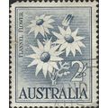 AUSTRALIA, FLOWER, Flannel Flower, blue 1959, 2...