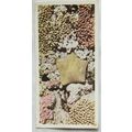 Lyons Tea card Australia No. 33 Coral