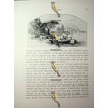 Brando, Corsica, France, Book Illustration (Pri...