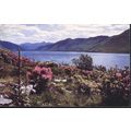 Scotland Postcard - Foxgloves & Rhododendrons a...