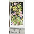 1936 Wills, Wild Flowers No. 15 Herb-Robert