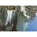 Penguins Gossiping Bird Diving Contest 2x Switz...