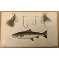 SALMON. COPPER ENGRAVING PRINTED IN LONDON IN 1...
