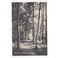 West Down Beeches Chinnor Postcard Oxfordshire