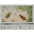 Vintage: Dutch card Jac. P. Thijsse, Lente No. ...