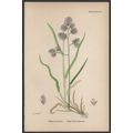 ROUGH COCK’S-FOOT-GRASS 1872 John Edward Sowerb...