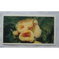 1988 Players Doncella The Living Ocean No. 2 Sp...