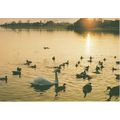 6x4 Continental size printed postcard Sunset Po...