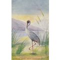 Australian Series Native Companion Bird Old Pos...