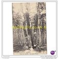 FORET DE LYON, LES QUATRE CHENES, FRANCE, Postcard
