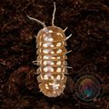 10 Armadillidium Werneri Orange Isopods. Medium...