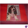 BASSET HOUND , AMERICAN (28/01) # #FREE POSTAGE...