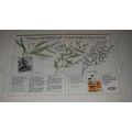 1984 Du Pont Lexone Ad - Without Lexone we'd be knee-high in those weeds