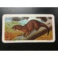 Red Rose Tea Card - Blue Ribbon Animals & Young...