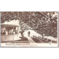 Hampton Court Palace - The great Vine - local p...