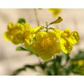 100+ Esperanza Seeds Yellow Bells Yellow Trumpe...