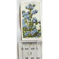 1939 Wills Garden Flowers No. 2 Anchusa